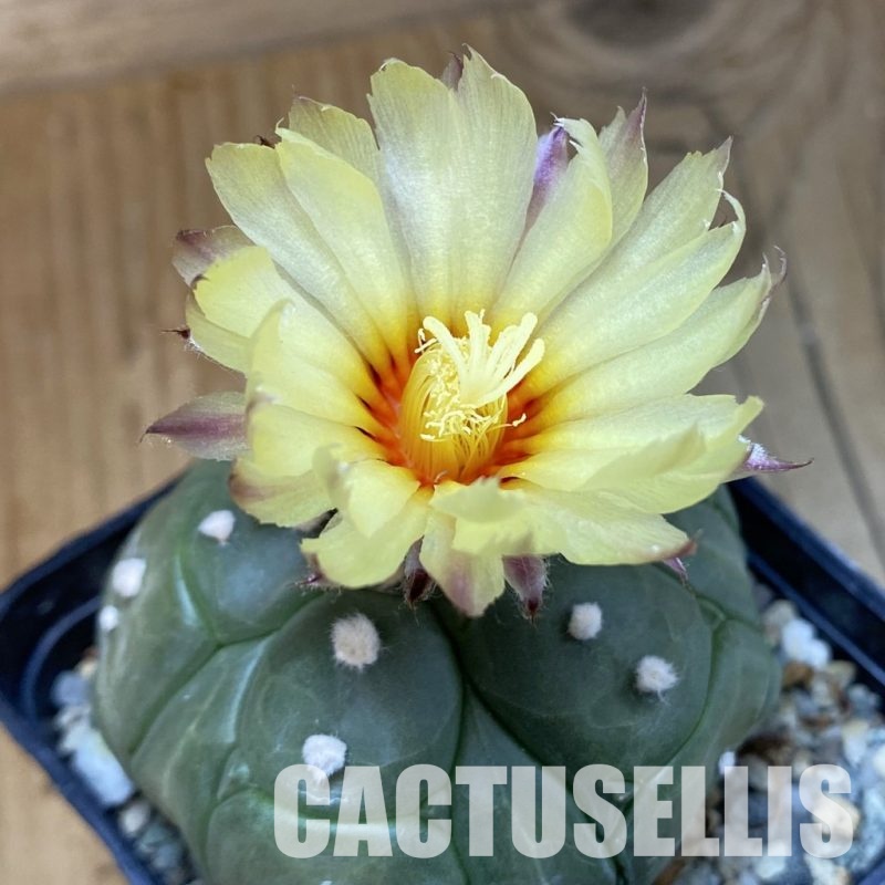 SH31155 Astrophytum asterias ‘Kikko’, 5-ribs