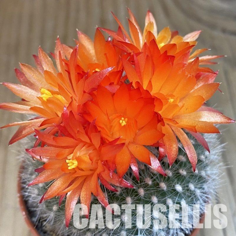 SH31674 Parodia haselbergii