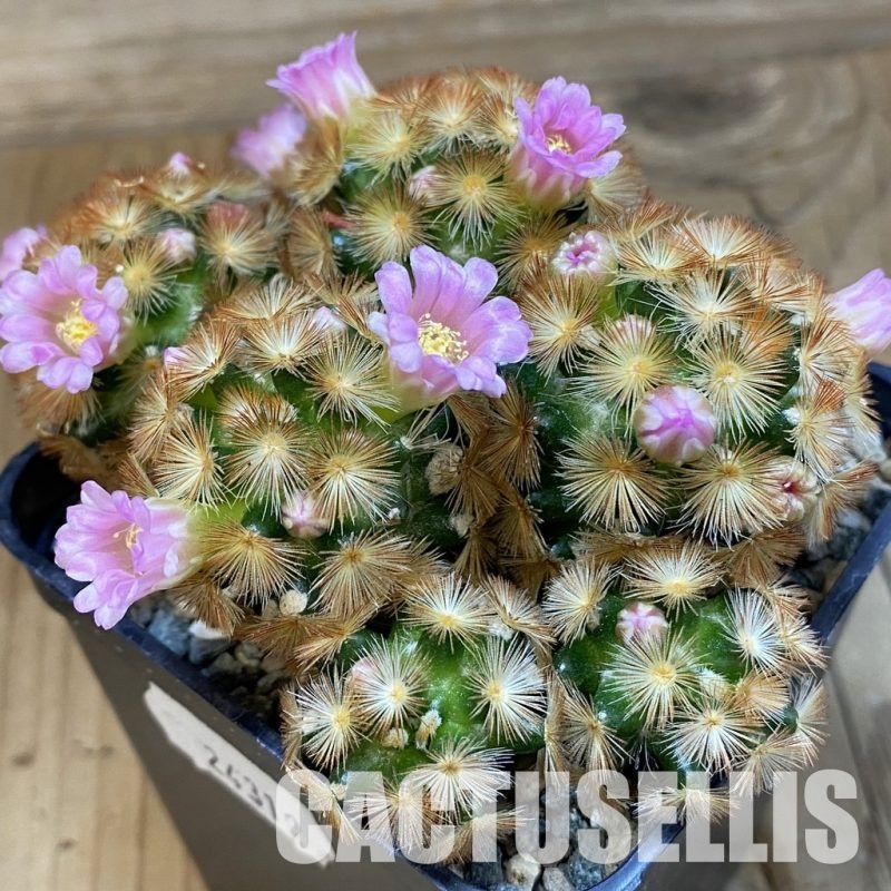 SH24319 Mammillaria carmenae ‘Buddha’ hybrid