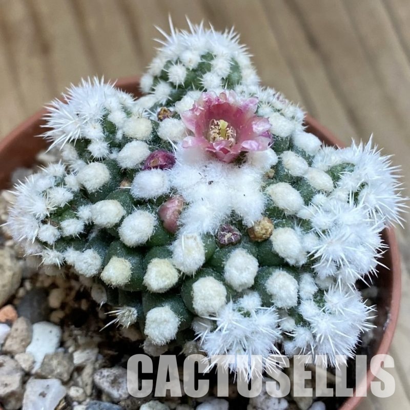 SH31680 Mammillaria gracilis ‘Snow Cap’