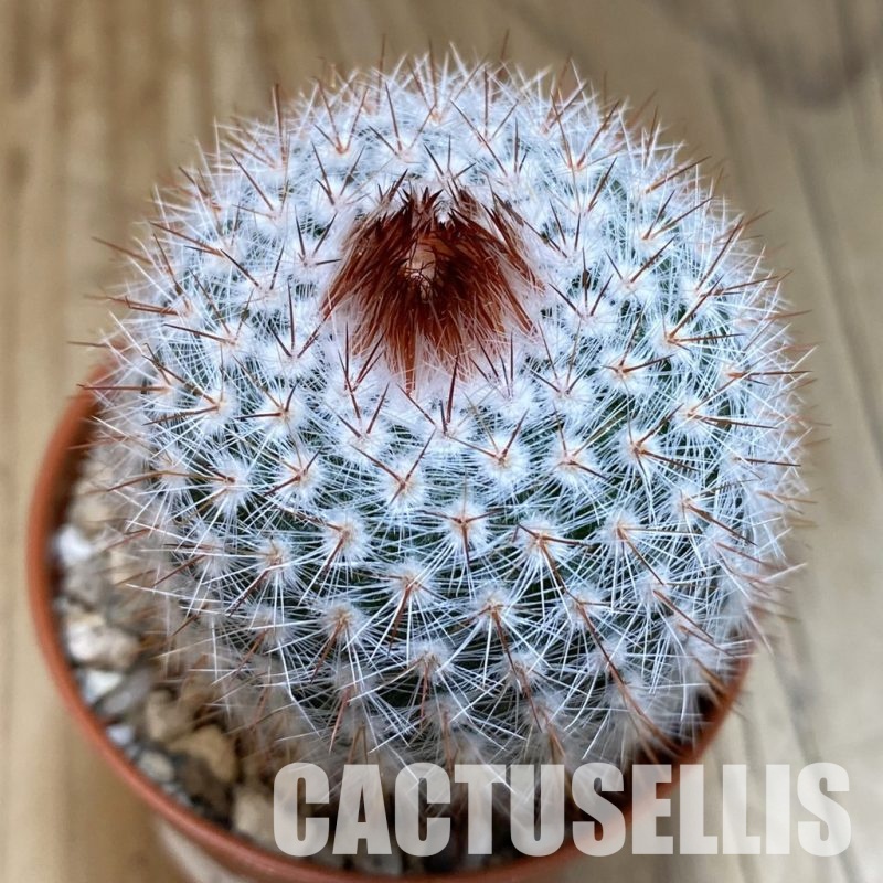 SH31682 Notocactus scopa