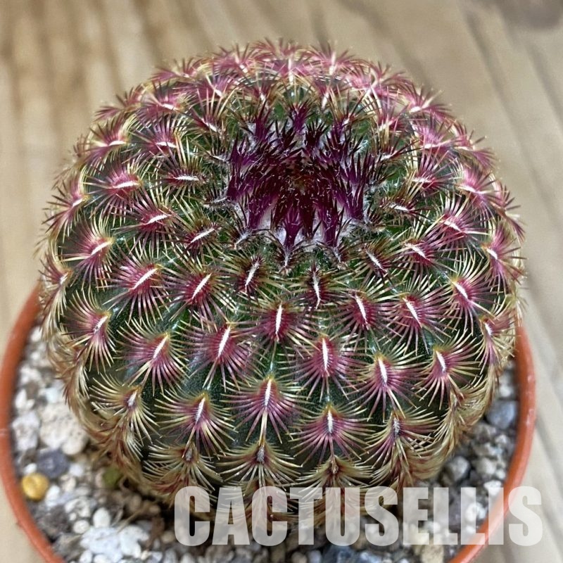 SH31683 Echinocereus rigidissimus v. rubispinus