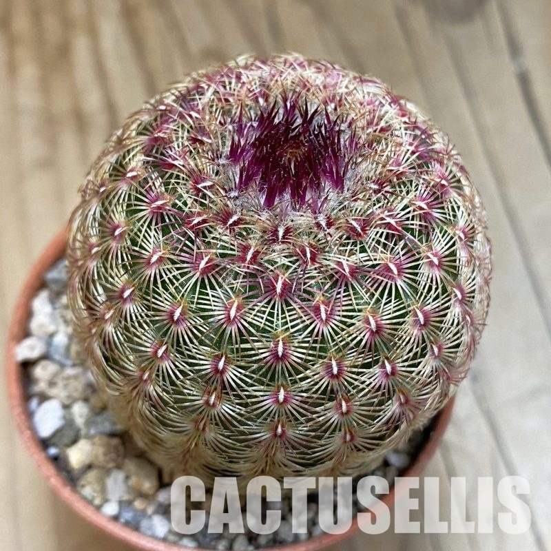 SH31684 Echinocereus rigidissimus v. rubispinus