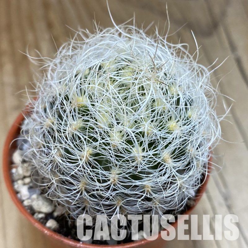 SH31685 Neoporteria senilis