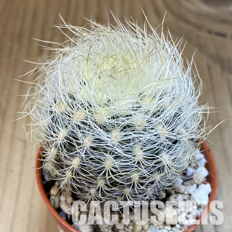 SH31686 Neoporteria senilis