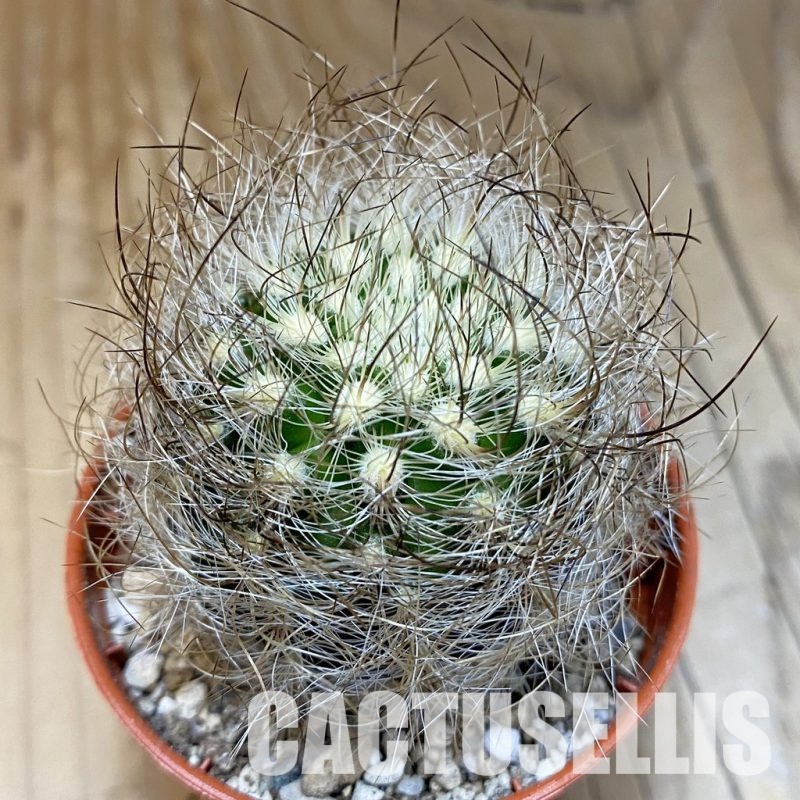 SH31687 Neoporteria senilis