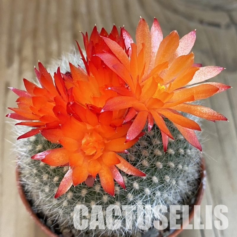 SH31675 Parodia haselbergii