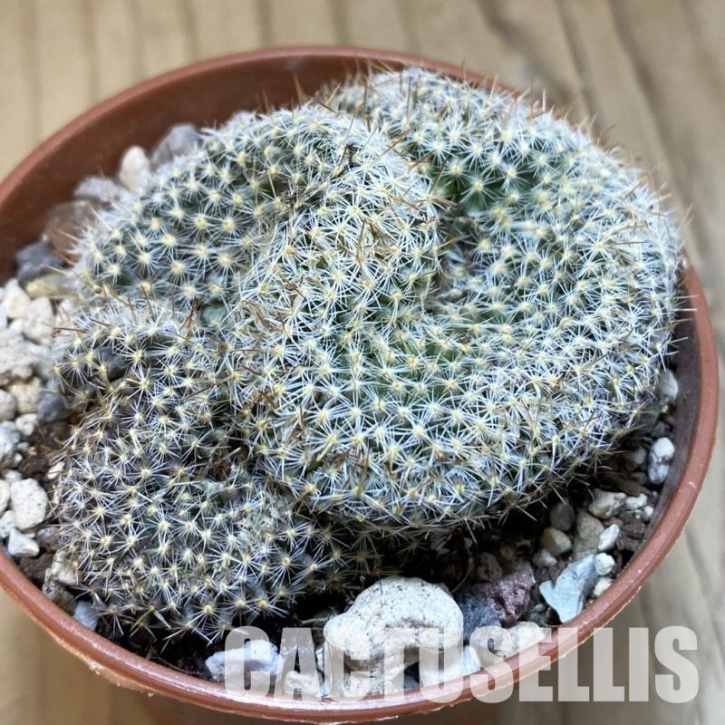 SH31690 Mammillaria perbella f. cristata