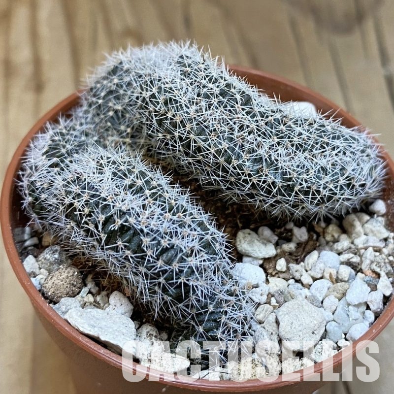 SH31692 Lobivia densispina f. cristata