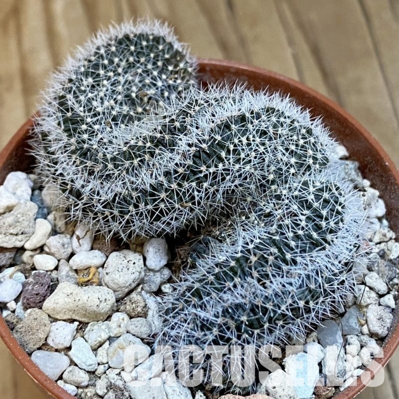 SH31693 Lobivia densispina f. cristata