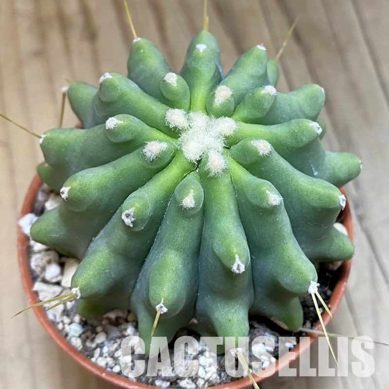 SH31695 Ferocactus glaucescens f. inermis