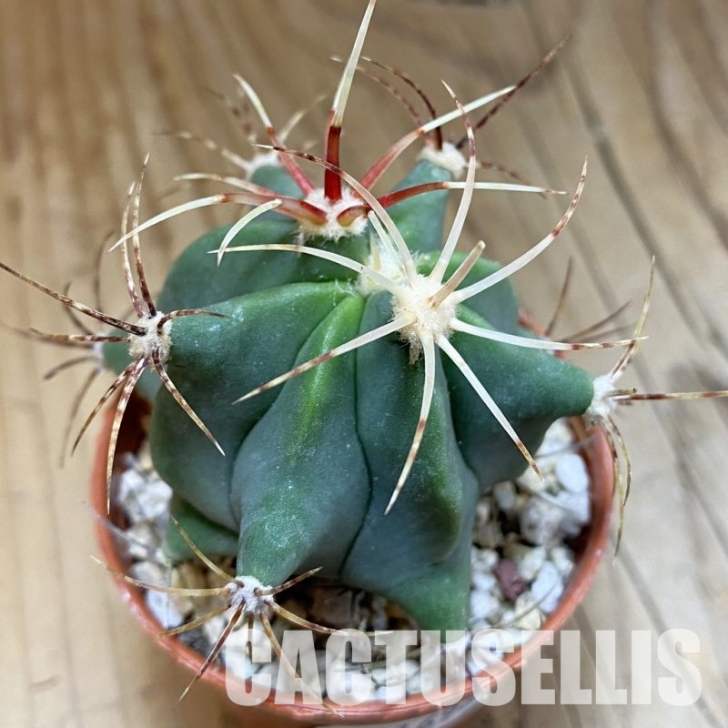 SH31696 Ferocactus histrix