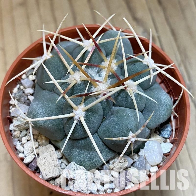 SH31697 Thelocactus hexaedrophorus