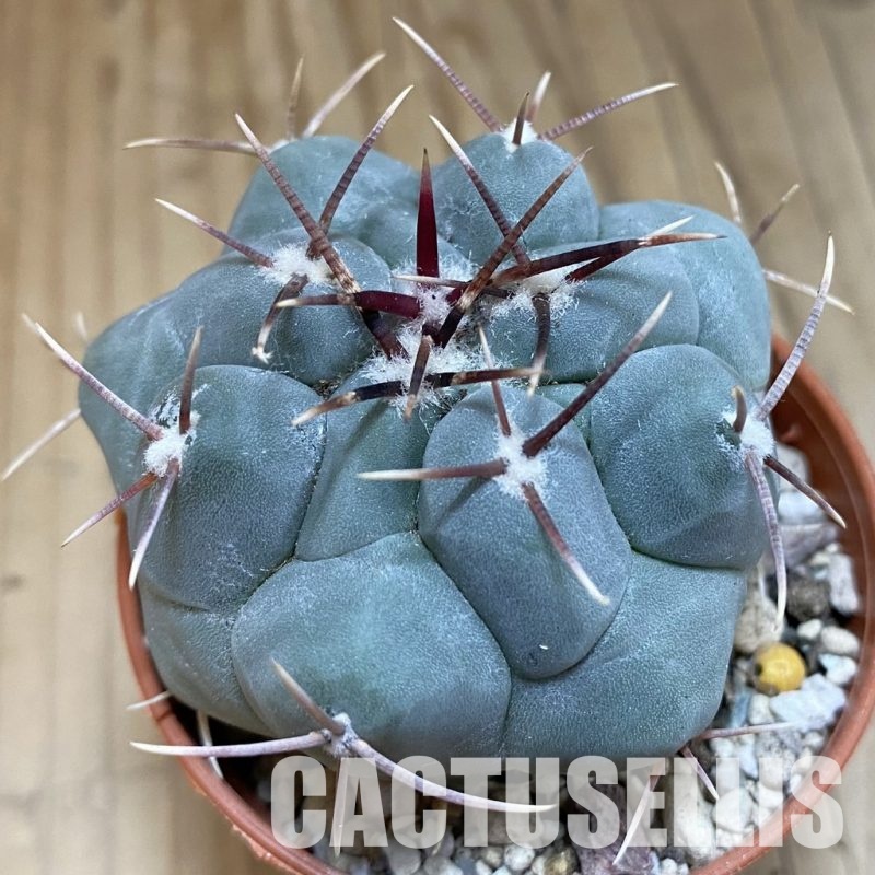 SH31698 Thelocactus hexaedrophorus