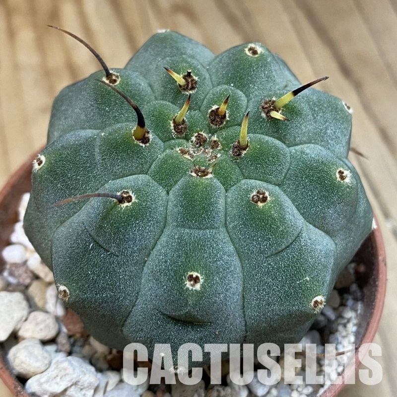 SH31700 Matucana madisoniorum