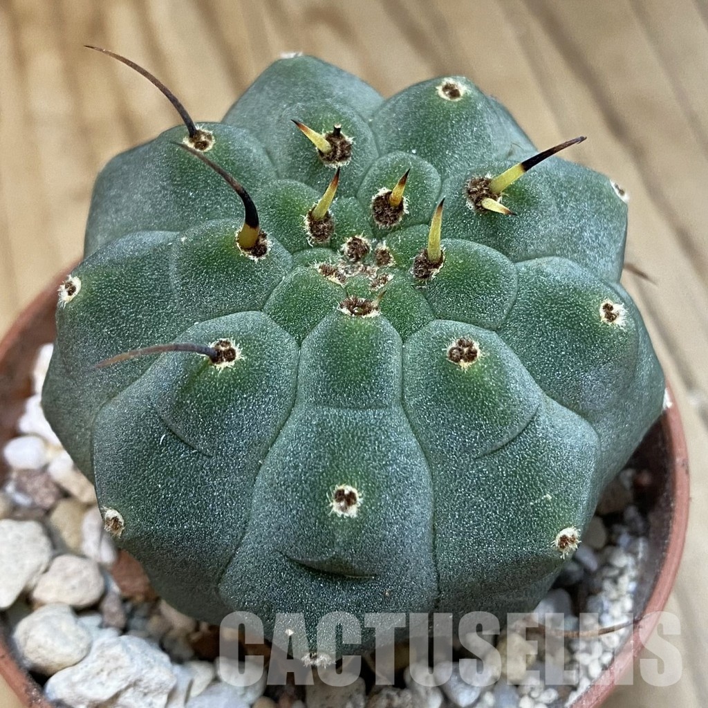 SH31700 Matucana madisoniorum