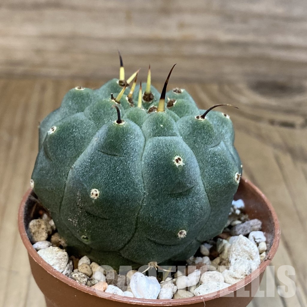 SH31700 Matucana madisoniorum - Image 2