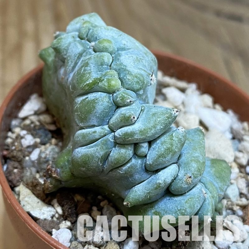 SH31676 Myrtillocactus geometrizans f. cristata