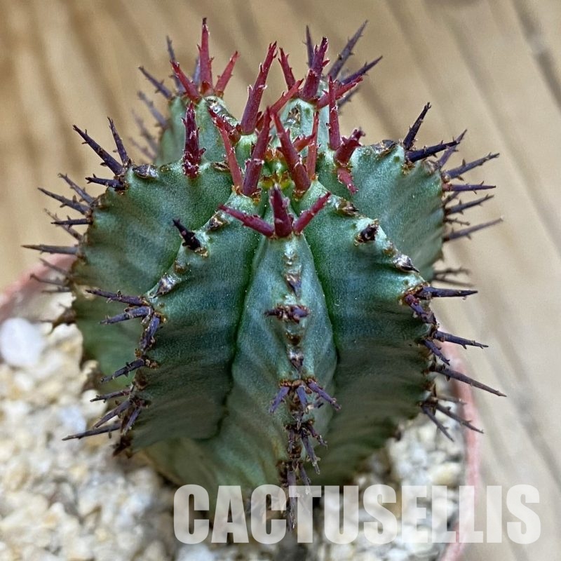 SH31702 Euphorbia horrida ‘Alba’