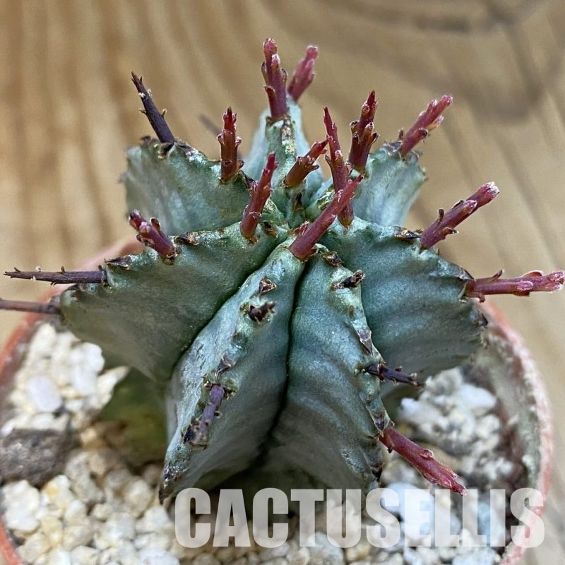 SH31703 Euphorbia horrida ‘Alba’