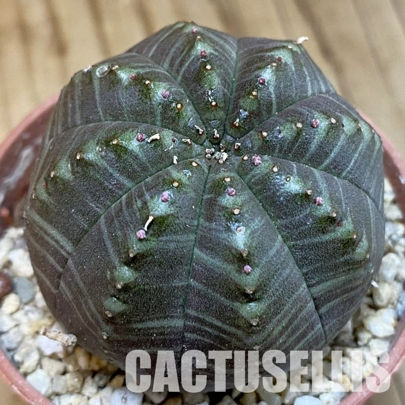SH31704 Euphorbia obesa x valida