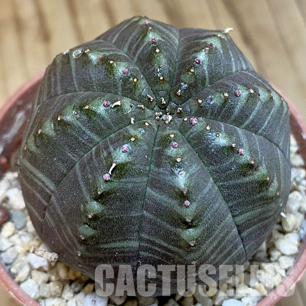 SH31704 Euphorbia obesa x valida