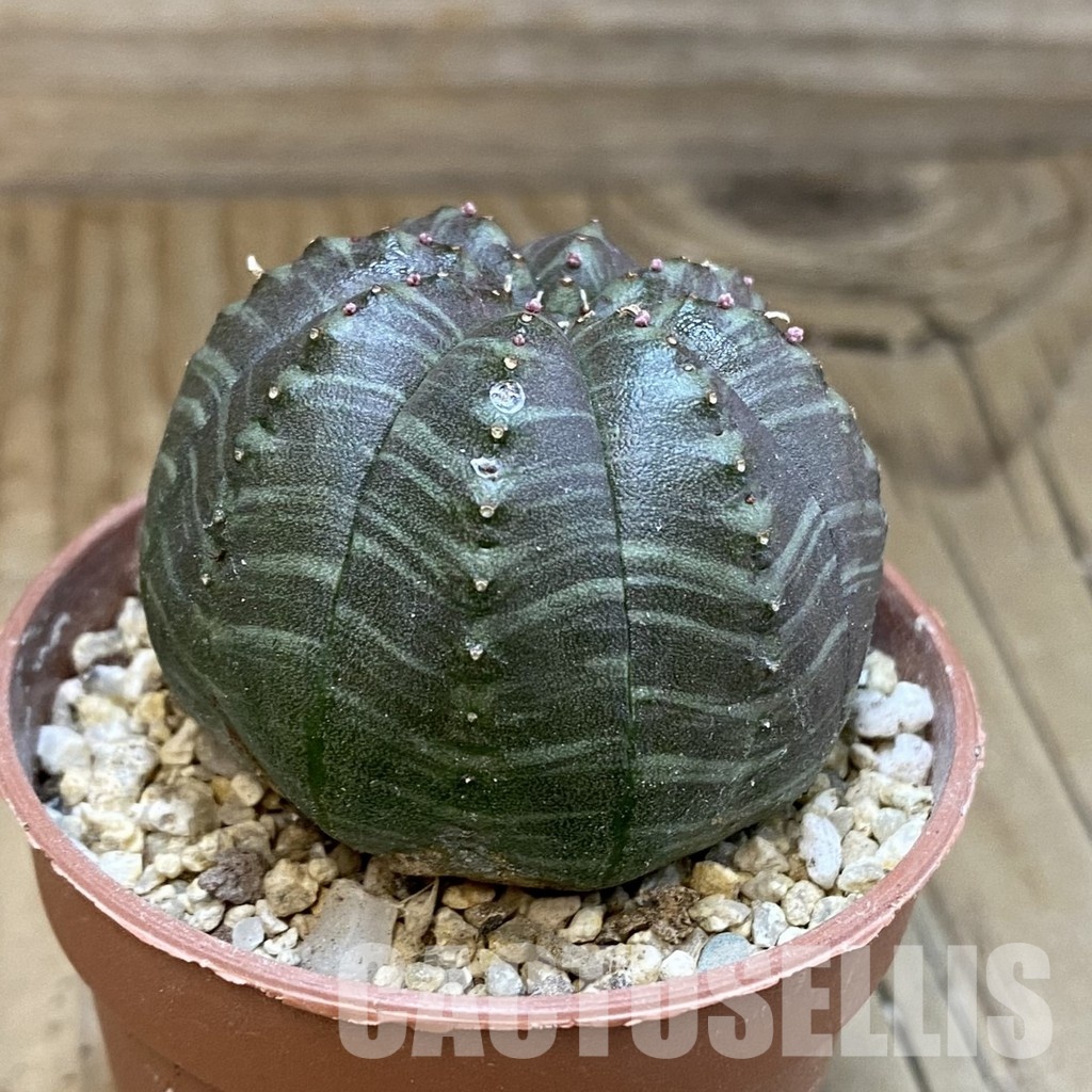 SH31704 Euphorbia obesa x valida - Imagen 2