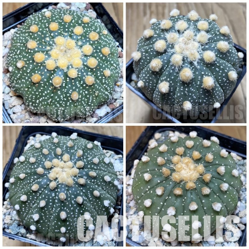 LOT1058 10 SEEDS  Astrophytum asterias v.multicostatum 13 ribs -Tailand- mix 2025