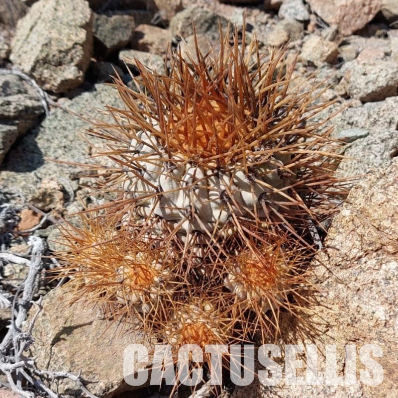 LOT1059 10 SEEDS Copiapoa haseltoniana -N. Taltal- 2025