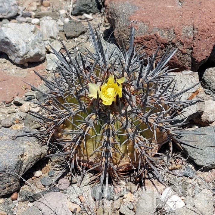 LOT1060 10 SEEDS Copiapoa echinoides -Qebrada Baratillo- 2025