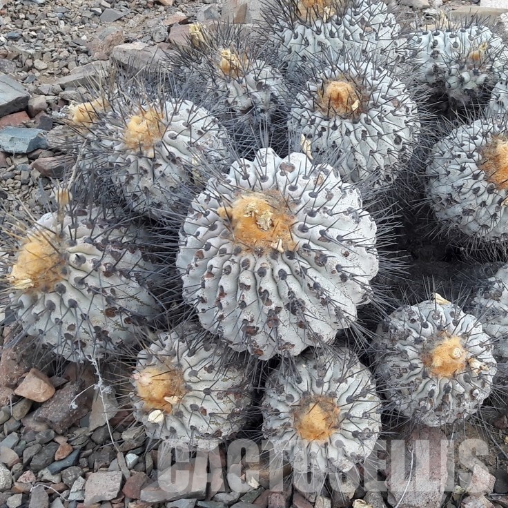 LOT1061 10 SEEDS Copiapoa haseltoniana -N. Paposo- 2025
