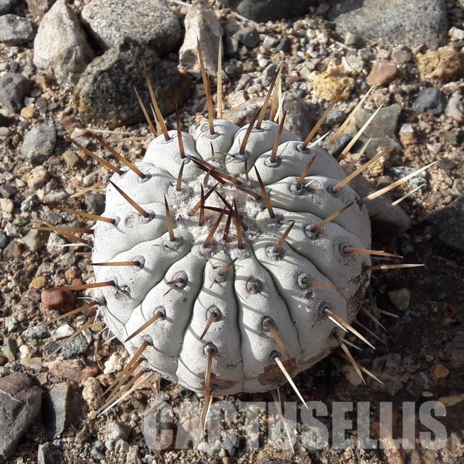 LOT1062 10 SEEDS Copiapoa cinerea v albispina f. single spined, -San Ramon Valley- 2025