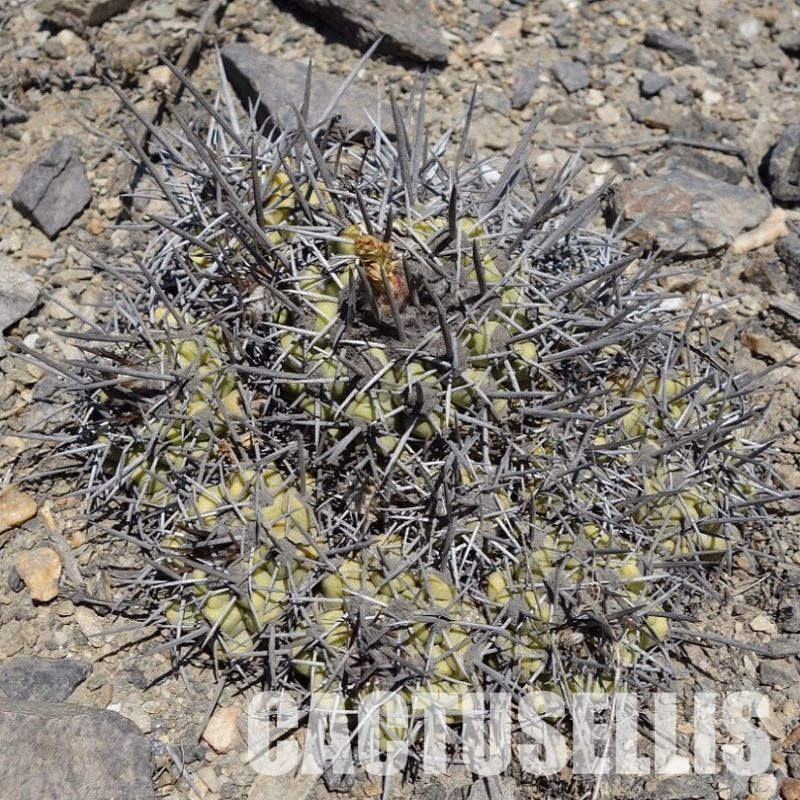 LOT1063 10 SEEDS Copiapoa coquimbana, -S. of Freirina- 2025