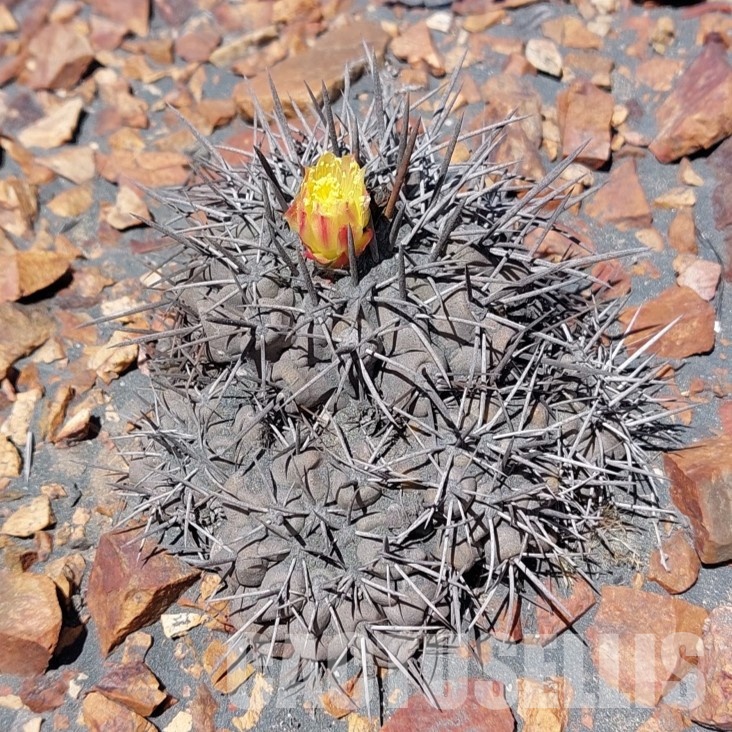 LOT1064 10 SEEDS Copiapoa coquimbana v.fiedleriana -South of Huasco- 2025