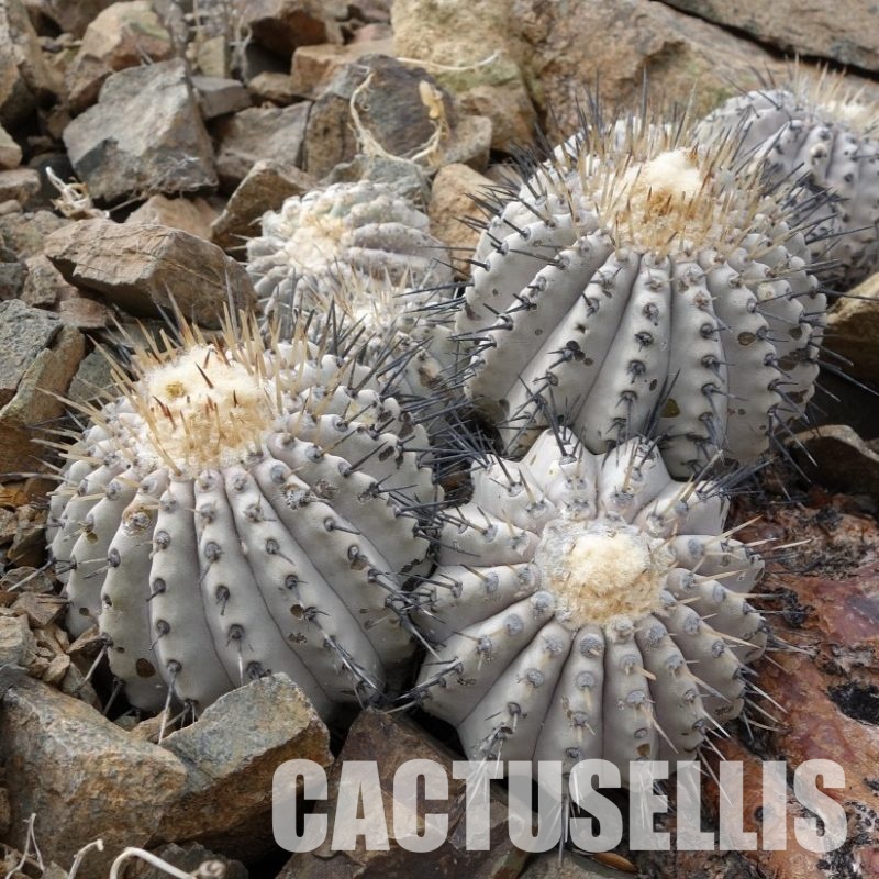 LOT1065 10 SEEDS Copiapoa cinerea v albispina -N. of Taltal- 2025