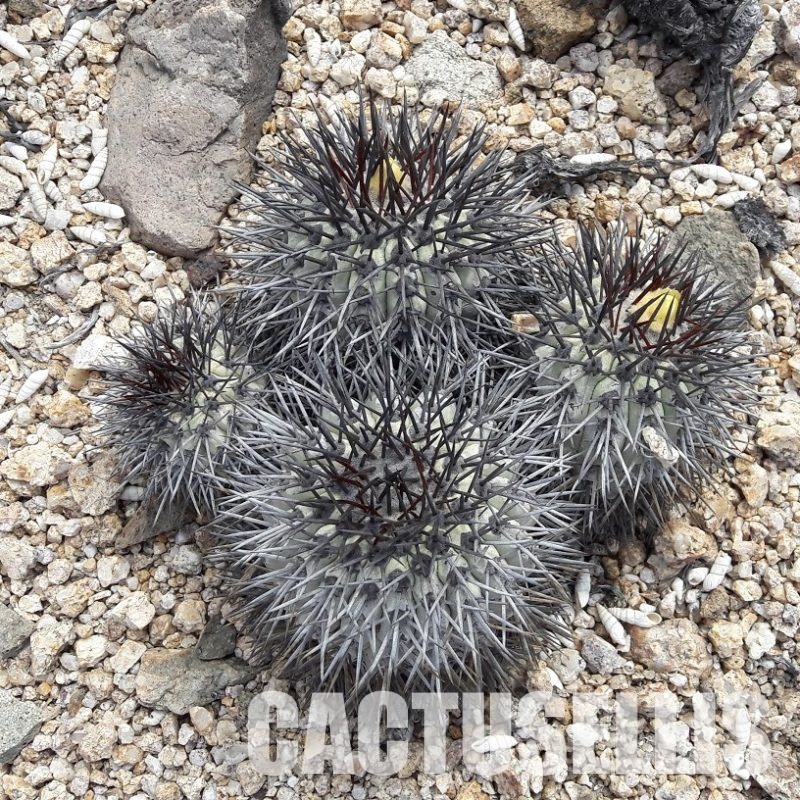 LOT1067 10 SEEDS Copiapoa longistaminea -Caleta Huanillos- 2025