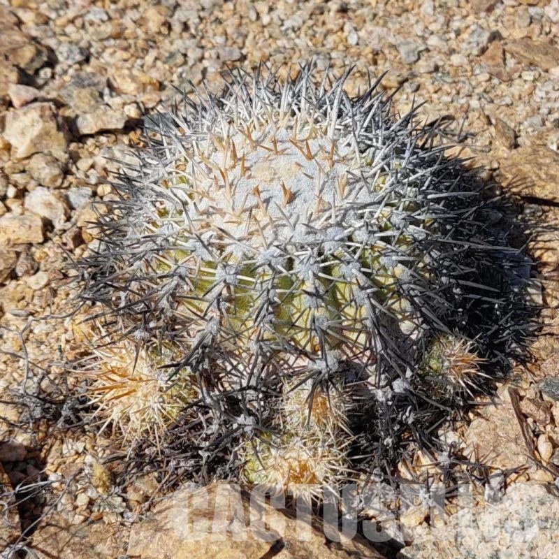 LOT1070 10 SEEDS Copiapoa cinerascens -N of Chanaral- 2025