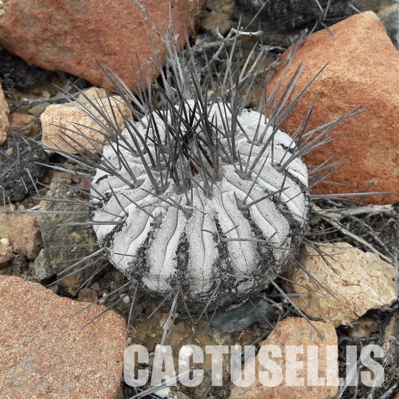 LOT1071 10 SEEDS Copiapoa dealbata -Quebrada Mala- 2025