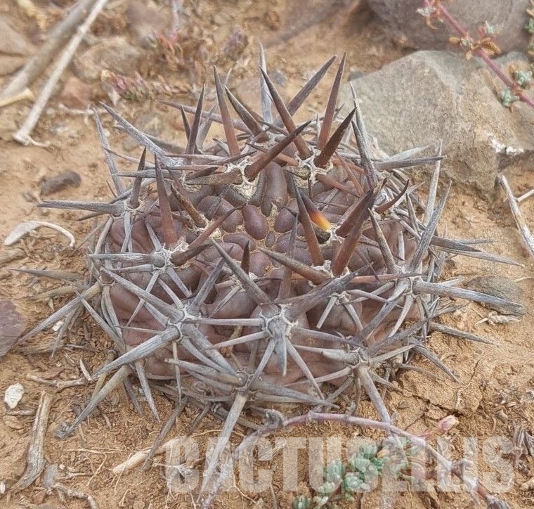 LOT1074 10 SEEDS Eriosyce curvispina var. mutabilis 2025