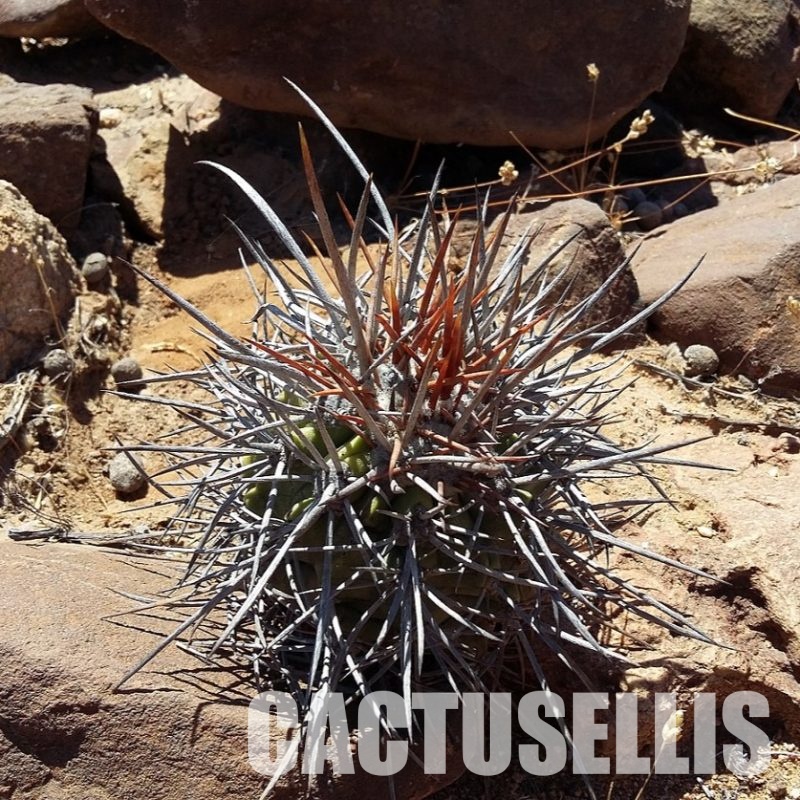 LOT1075 10 SEEDS Copiapoa coquimbana f. armata -Quebrada Quebradita- 2025