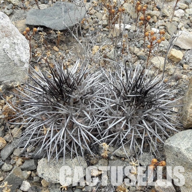 LOT1076 10 SEEDS Copiapoa echinata -Quebrada Mala- 2025