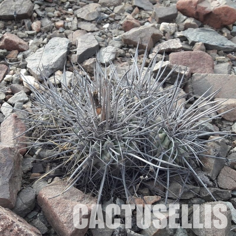 LOT1077 10 SEEDS Copiapoa coquimbana v fiedleriana -N of Huasco- 2025
