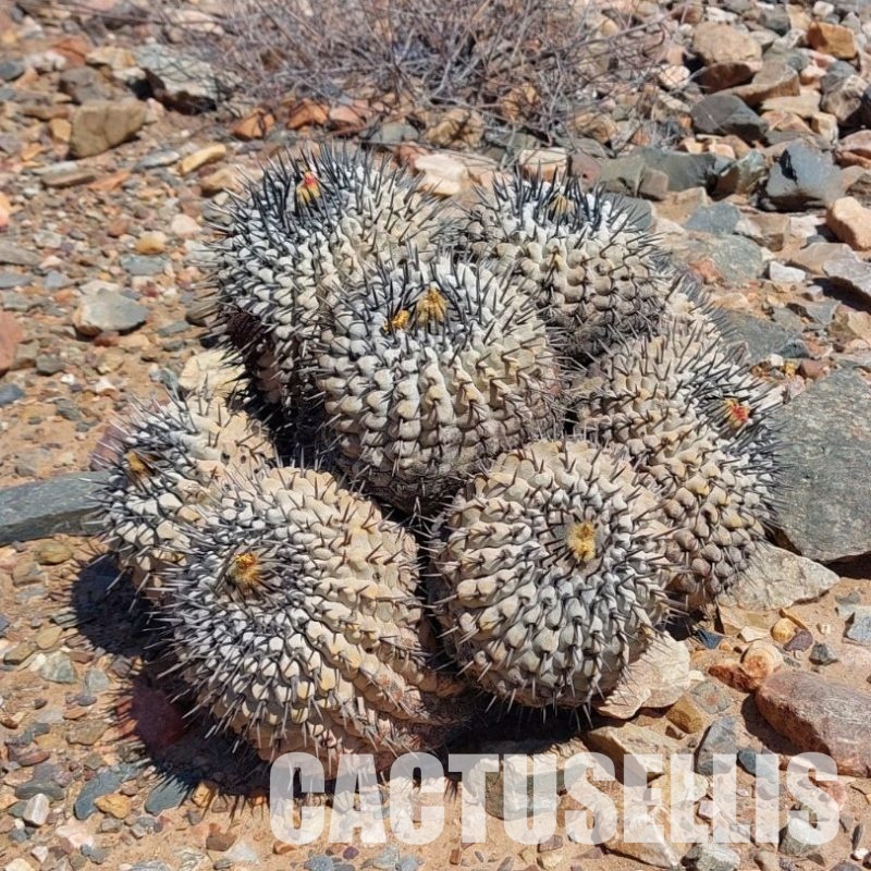 LOT1078 10 SEEDS Copiapoa cinerea -SE. of Taltal- 2025