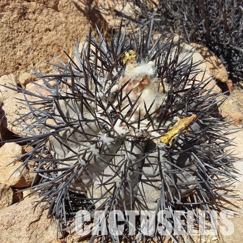 LOT1079 10 SEEDS Copiapoa griseoviolacea -S of Freirina- 2025