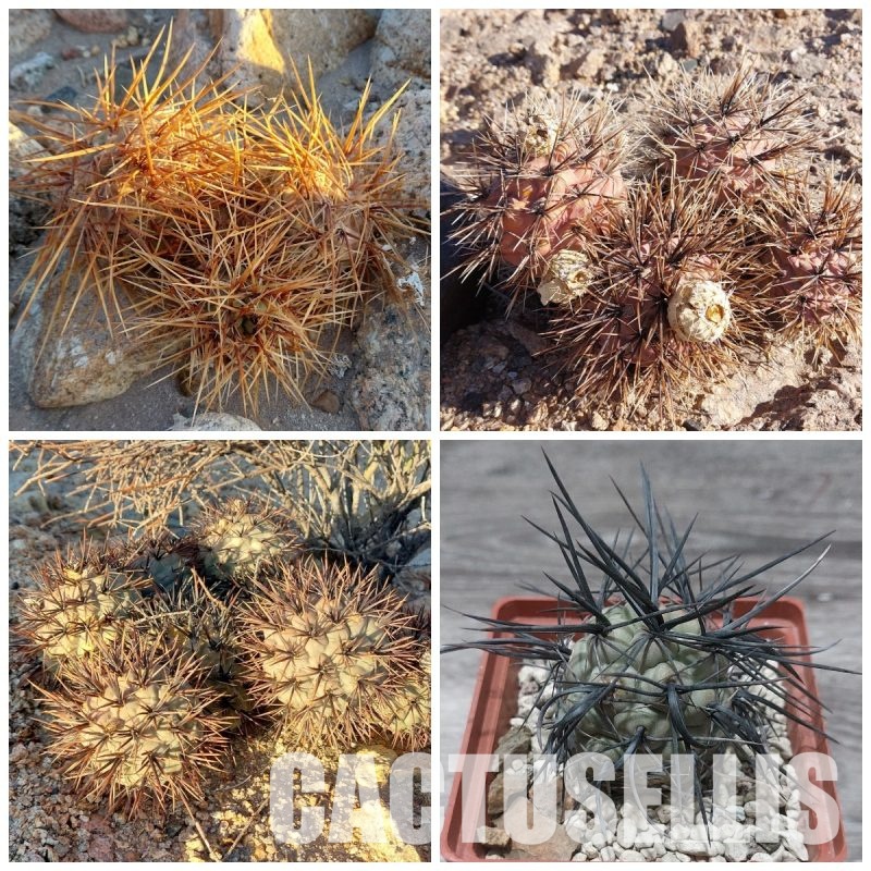 LOT1080 10 SEEDS Tephrocactus fiambalensis, YELLOW OR BLACK SUPER STRONG and LONG SPINES 2025