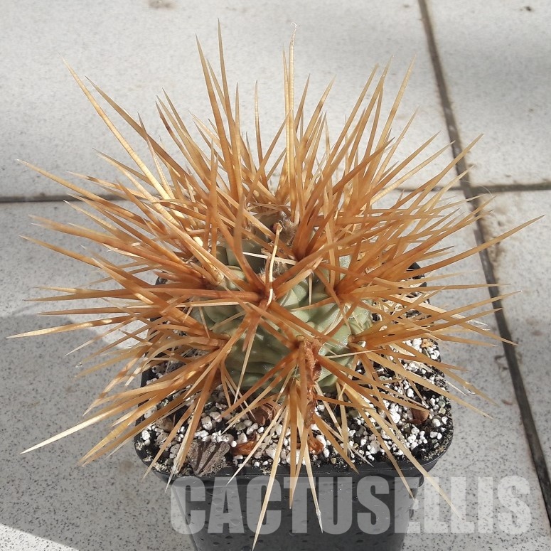 LOT1080 10 SEEDS Tephrocactus fiambalensis, YELLOW OR BLACK SUPER STRONG and LONG SPINES 2025