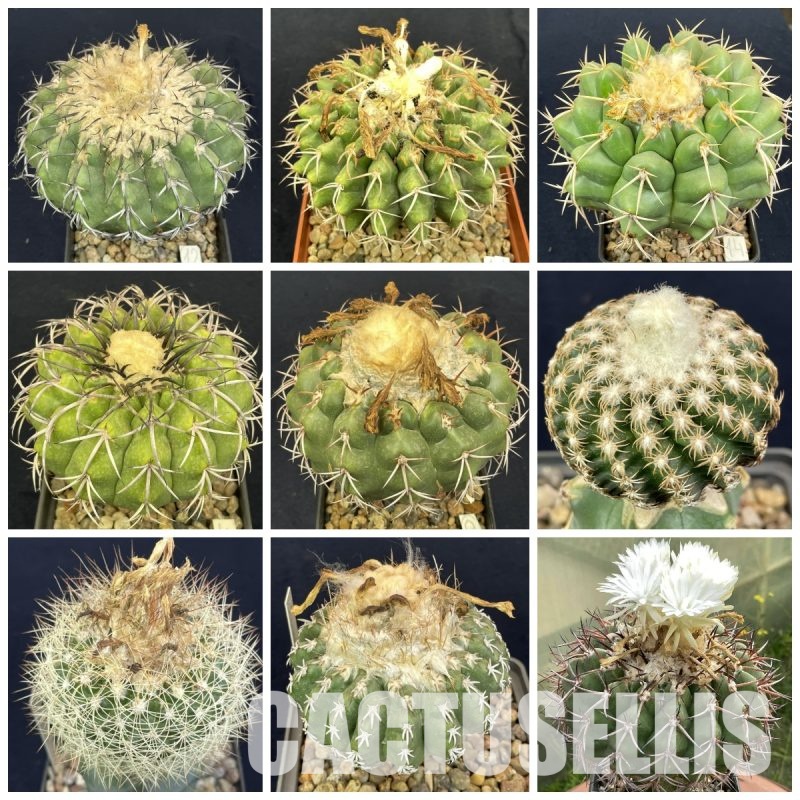 LOT1081 100 SEEDS Discocactus mix , 2024