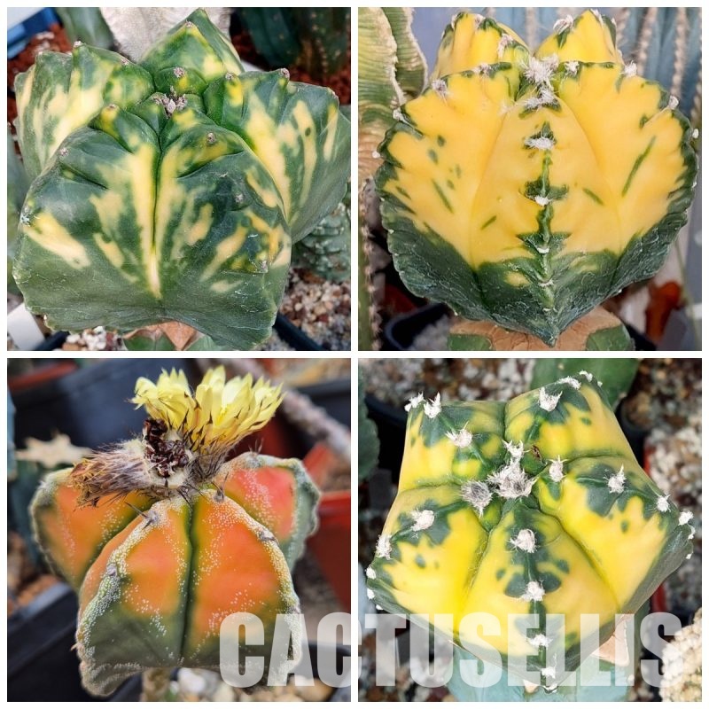 LOT519 10 SEEDS Astrophytum myriostigma f. variegata 2025
