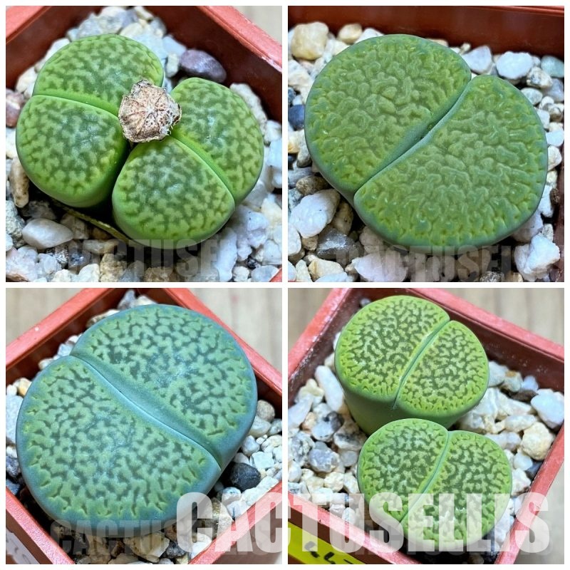 LOT733 20 SEEDS Lithops hookeri ‘ Anna Rosa’ 2025