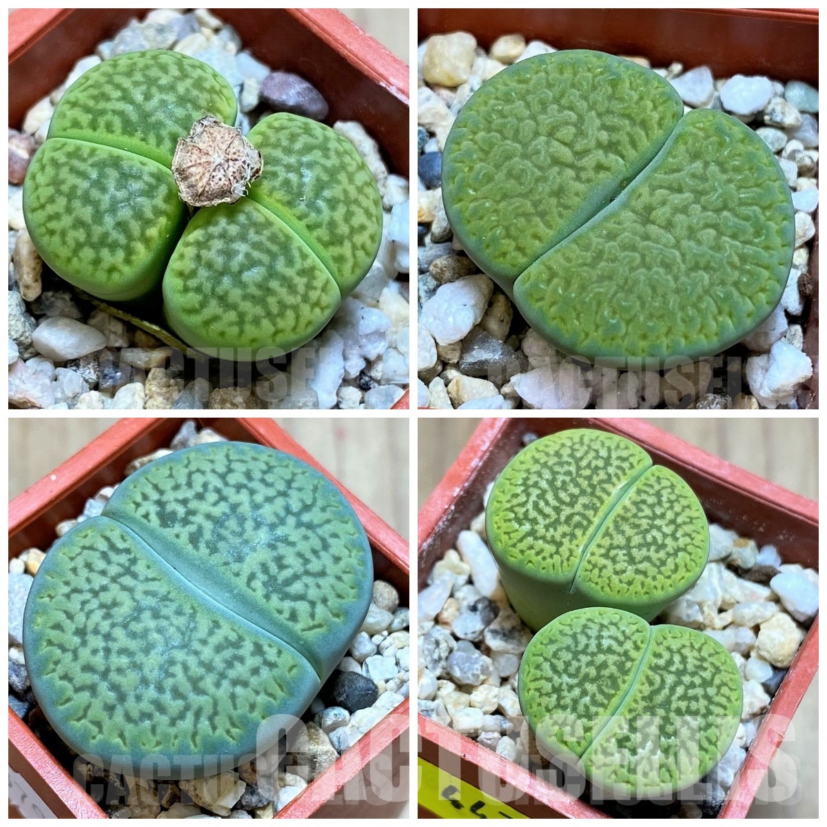 LOT733 20 SEEDS Lithops hookeri ‘ Anna Rosa’ 2025